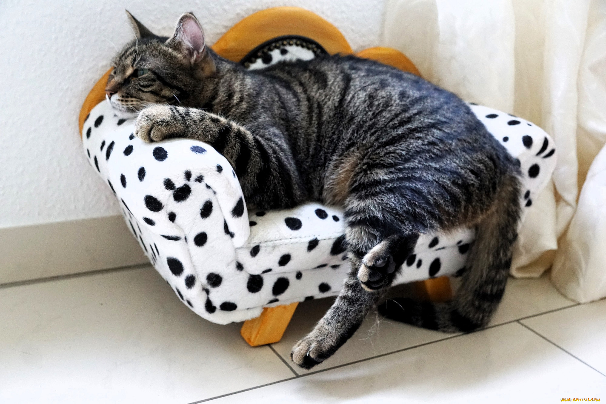 ��������, ����, ���, �����, ���������, �����, �������